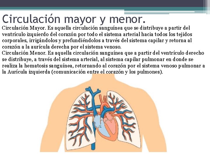 Circulación mayor y menor. Circulación Mayor. Es aquella circulación sanguínea que se distribuye a