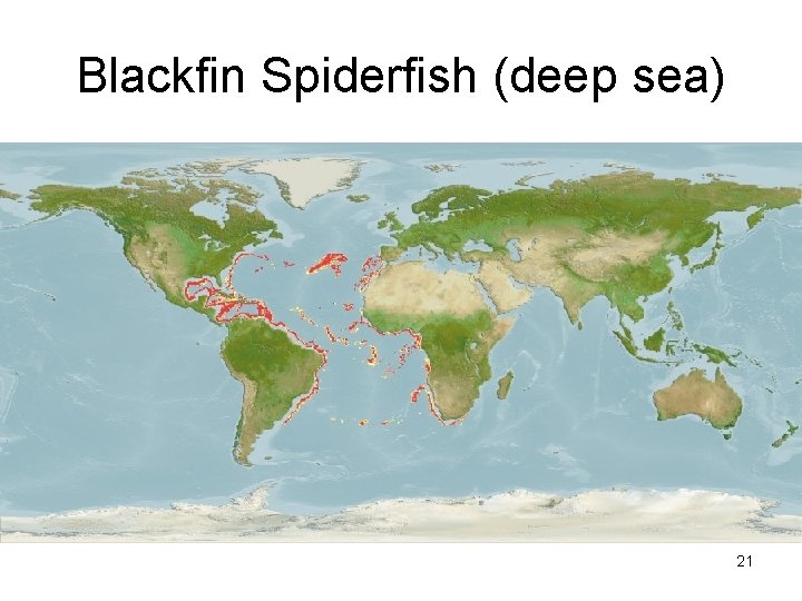 Blackfin Spiderfish (deep sea) 21 