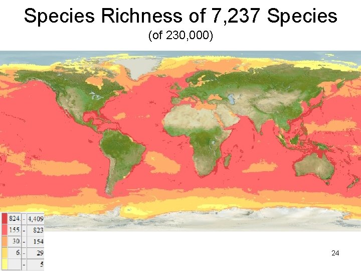 Species Richness of 7, 237 Species (of 230, 000) 24 