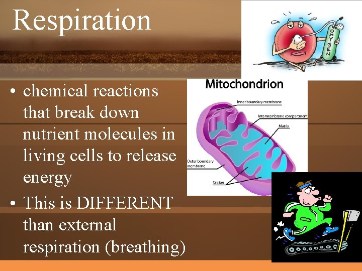 Respiration • chemical reactions that break down nutrient molecules in living cells to release