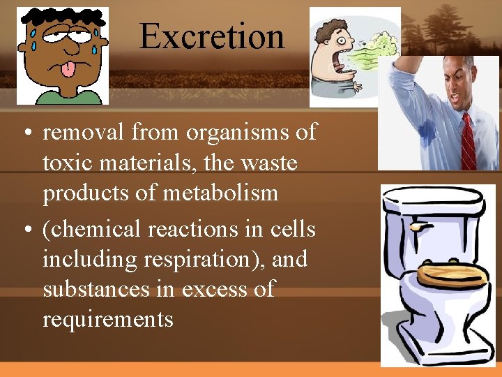 Excretion • removal from organisms of toxic materials, the waste products of metabolism •