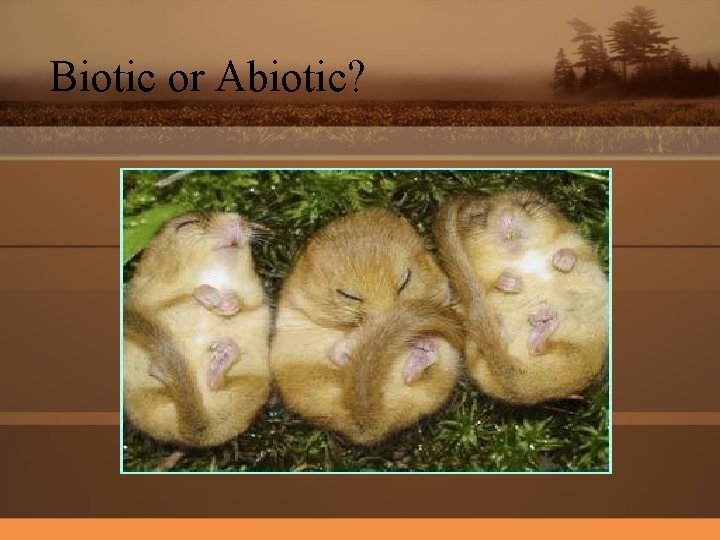 Biotic or Abiotic? 