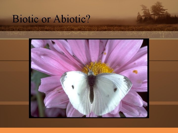 Biotic or Abiotic? 