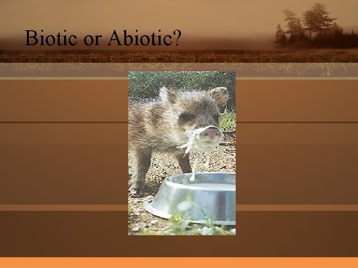 Biotic or Abiotic? 
