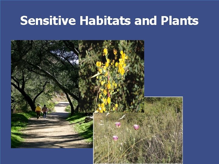 Sensitive Habitats and Plants 