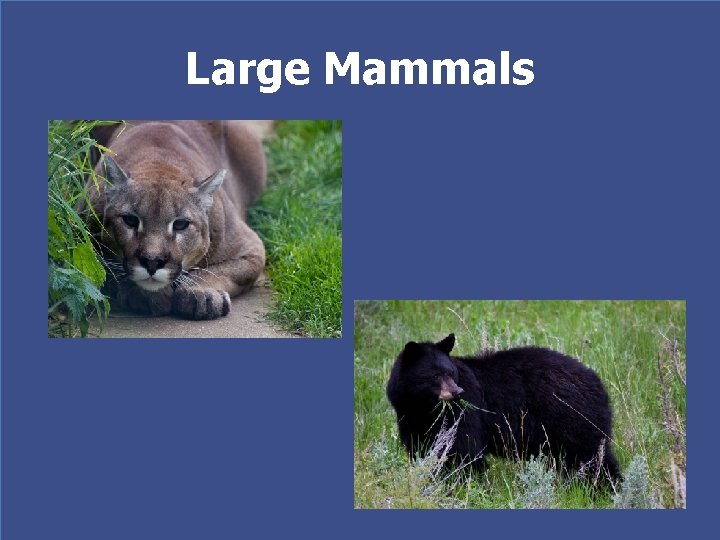 Large Mammals 