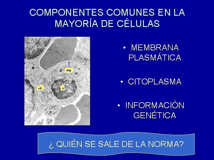 COMPONENTES COMUNES EN LA MAYORÍA DE CÉLULAS • MEMBRANA PLASMÁTICA • CITOPLASMA • INFORMACIÓN