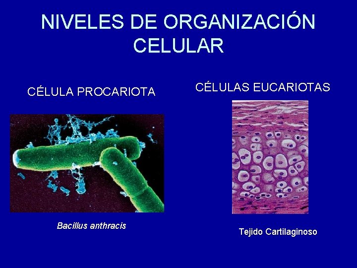 NIVELES DE ORGANIZACIÓN CELULAR CÉLULA PROCARIOTA Bacillus anthracis CÉLULAS EUCARIOTAS Tejido Cartilaginoso 