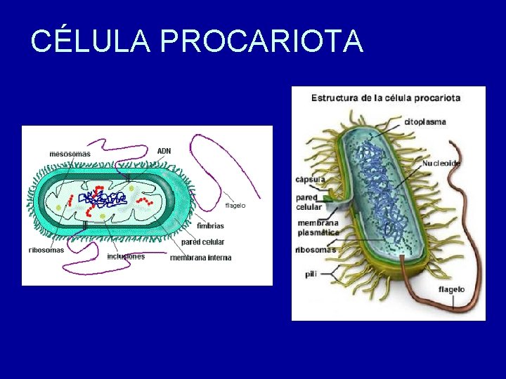 CÉLULA PROCARIOTA 