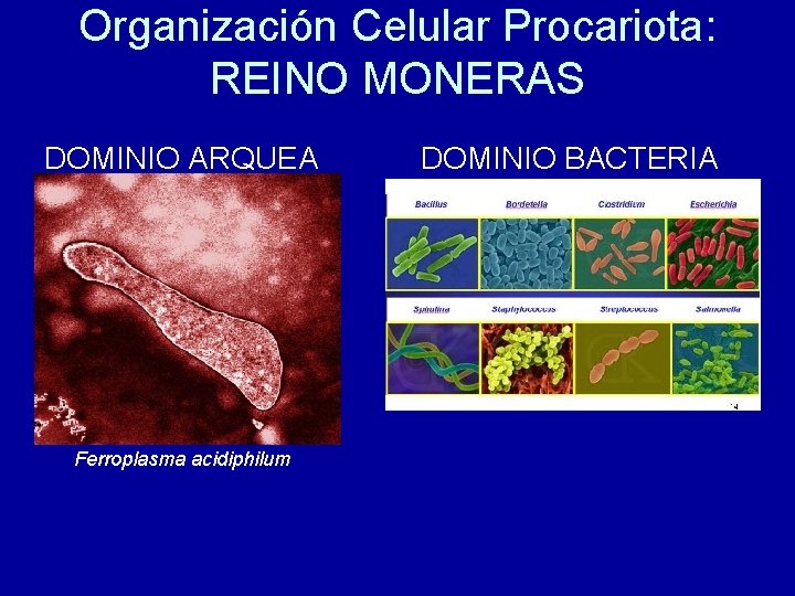 Organización Celular Procariota: REINO MONERAS DOMINIO ARQUEA Ferroplasma acidiphilum DOMINIO BACTERIA 
