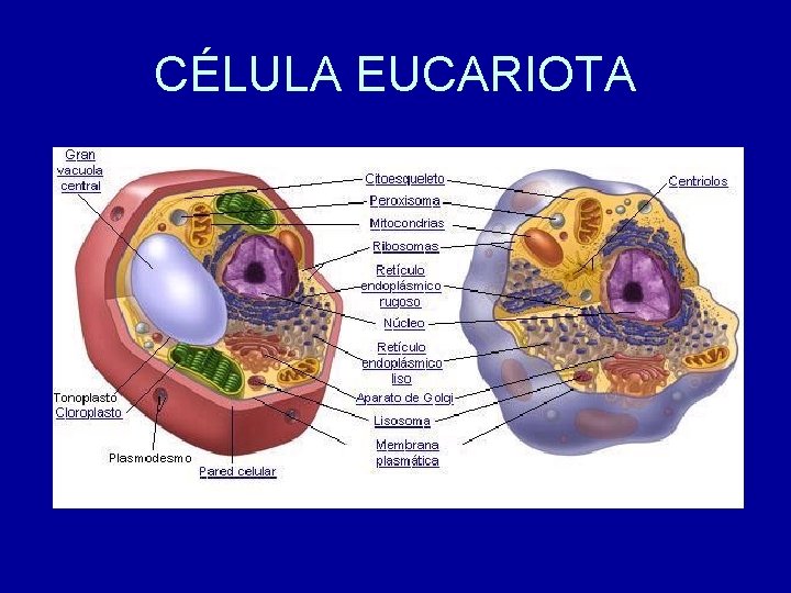 CÉLULA EUCARIOTA 