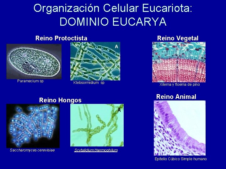 Organización Celular Eucariota: DOMINIO EUCARYA Reino Protoctista Paramecium sp Klebsormidium sp Reino Hongos Saccharomyces