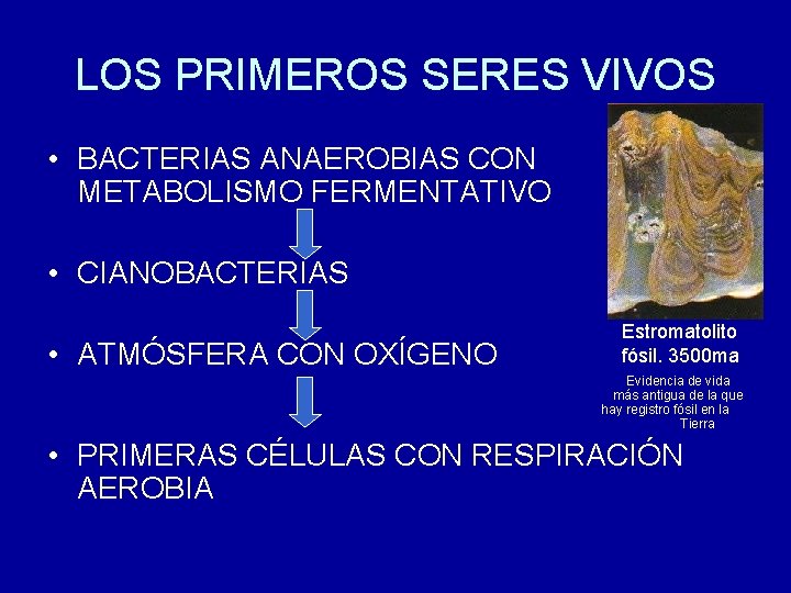 LOS PRIMEROS SERES VIVOS • BACTERIAS ANAEROBIAS CON METABOLISMO FERMENTATIVO • CIANOBACTERIAS • ATMÓSFERA