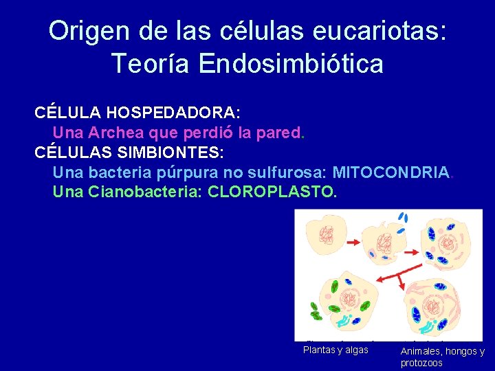 Origen de las células eucariotas: Teoría Endosimbiótica CÉLULA HOSPEDADORA: Una Archea que perdió la