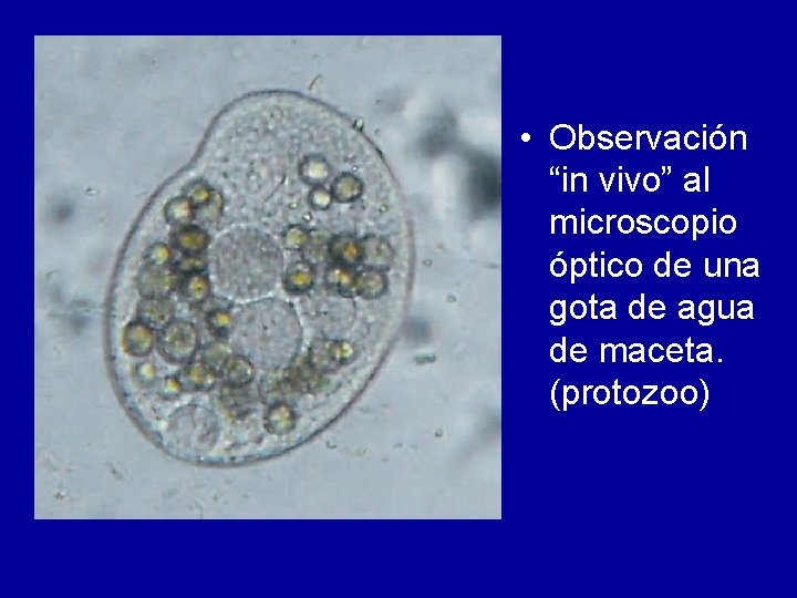  • Observación “in vivo” al microscopio óptico de una gota de agua de