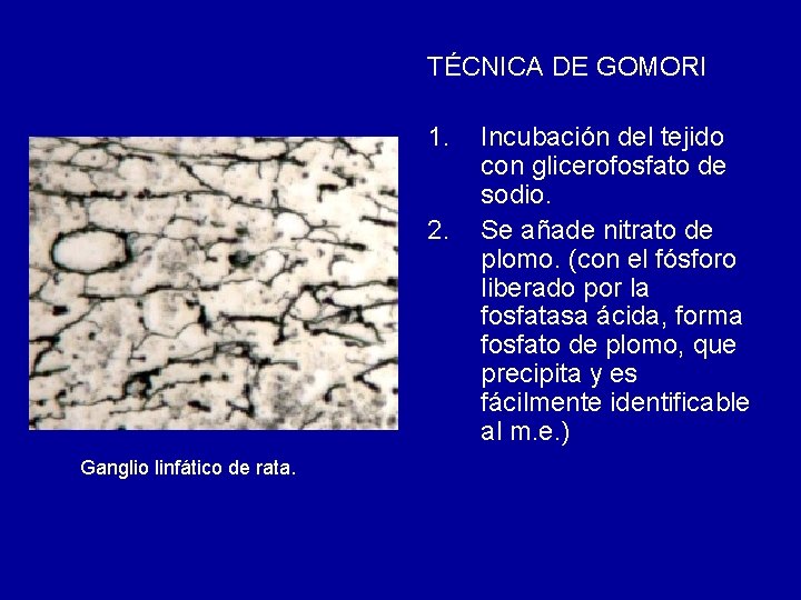 TÉCNICA DE GOMORI 1. 2. Ganglio linfático de rata. Incubación del tejido con glicerofosfato