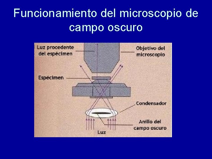 Funcionamiento del microscopio de campo oscuro 