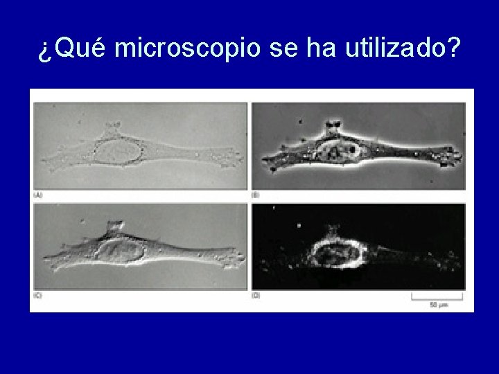¿Qué microscopio se ha utilizado? 