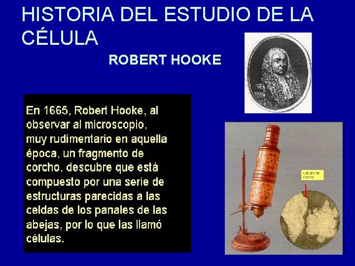 HISTORIA DEL ESTUDIO DE LA CÉLULA ROBERT HOOKE 