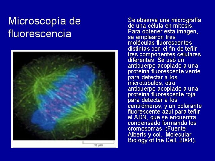 Microscopía de fluorescencia Se observa una micrografía de una célula en mitosis. Para obtener