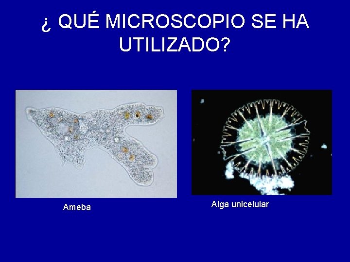 ¿ QUÉ MICROSCOPIO SE HA UTILIZADO? Ameba Alga unicelular 
