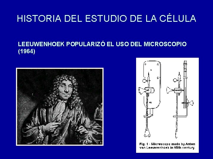 HISTORIA DEL ESTUDIO DE LA CÉLULA LEEUWENHOEK POPULARIZÓ EL USO DEL MICROSCOPIO (1964) 