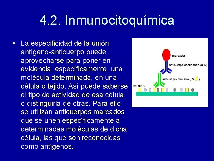 4. 2. Inmunocitoquímica • La especificidad de la unión antígeno-anticuerpo puede aprovecharse para poner
