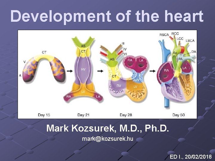 Development of the heart Mark Kozsurek, M. D. , Ph. D. mark@kozsurek. hu ED