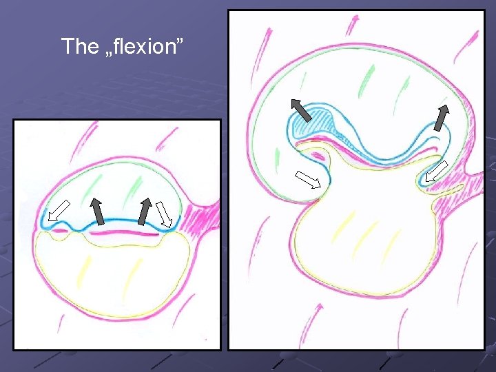 The „flexion” 
