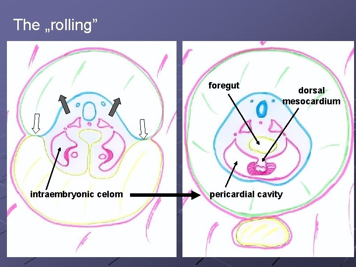 The „rolling” foregut intraembryonic celom pericardial cavity dorsal mesocardium 