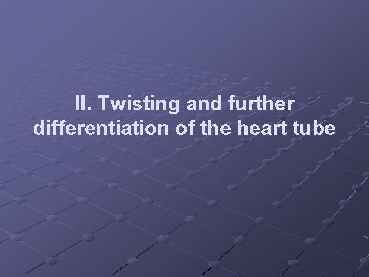 II. Twisting and further differentiation of the heart tube 