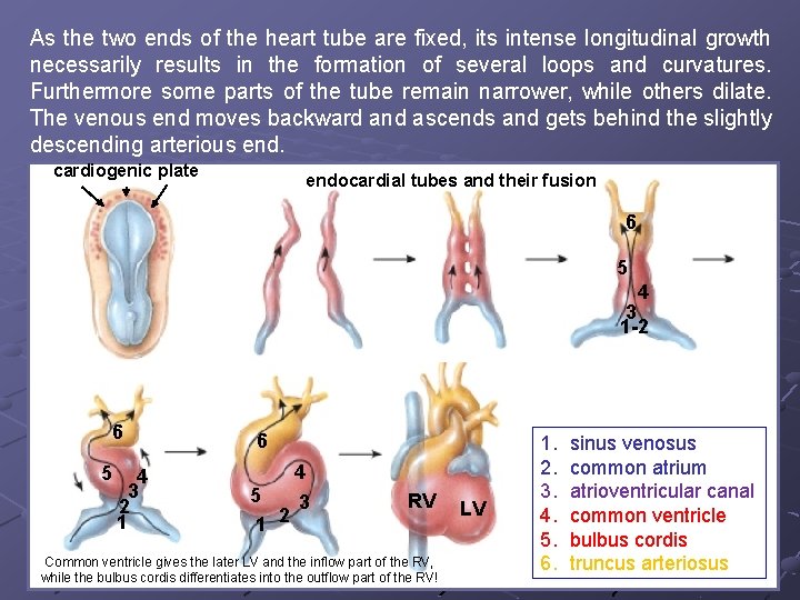 As the two ends of the heart tube are fixed, its intense longitudinal growth