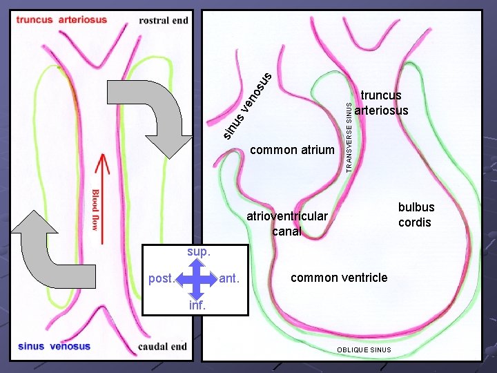 TRANSVERSE SINUS su s ve no us sin common atrium truncus arteriosus bulbus cordis