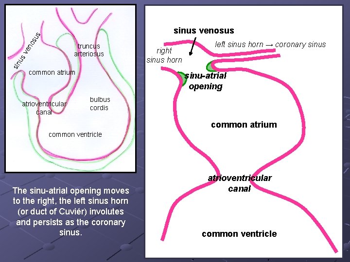 os us sinus venosus sin u s v en truncus arteriosus common atrium atrioventricular