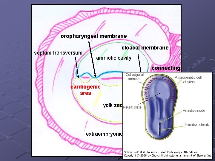 oropharyngeal membrane septum transversum cloacal membrane amniotic cavity connecting stalk cardiogenic area yolk sac