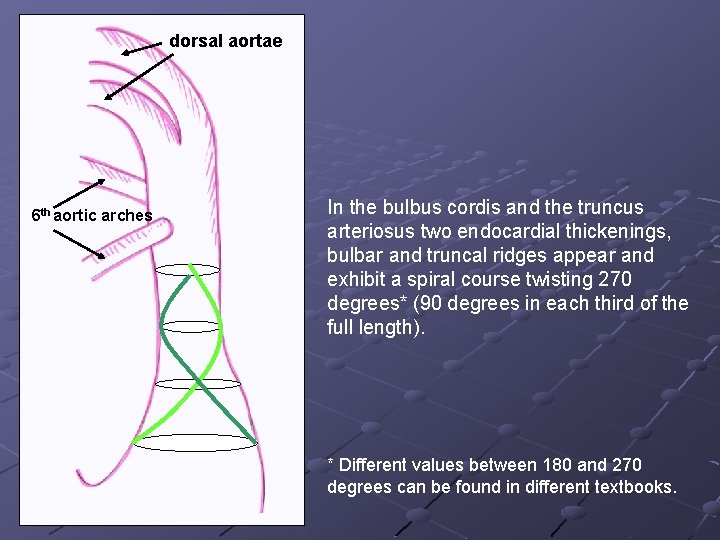 dorsal aortae 6 th aortic arches In the bulbus cordis and the truncus arteriosus