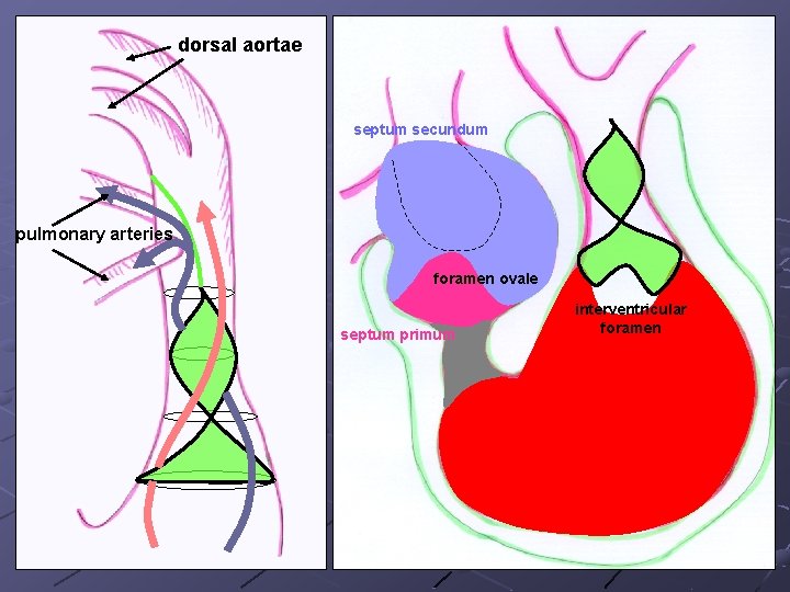 dorsal aortae septum secundum pulmonary arteries foramen ovale septum primum interventricular foramen 