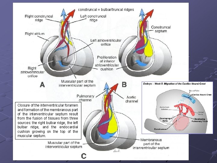 conotruncal = bulbar/truncal ridges Closure of the interventricular foramen and formation of the membranous