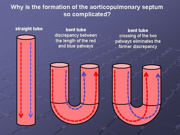 Why is the formation of the aorticopulmonary septum so complicated? straight tube bent tube