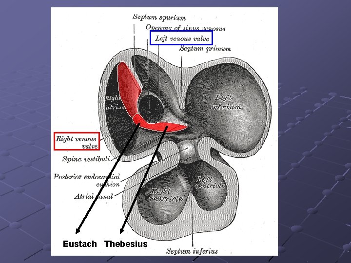 Eustach Thebesius 