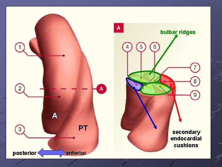 bulbar ridges A PT posterior anterior secondary endocardial cushions 