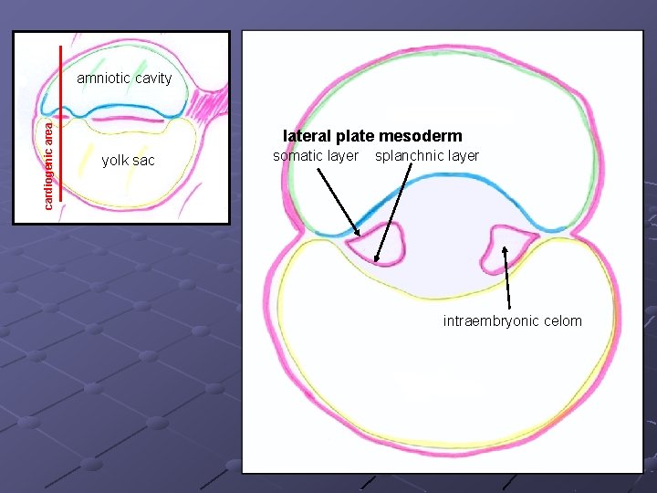 cardiogenic area amniotic cavity lateral plate mesoderm yolk sac somatic layer splanchnic layer intraembryonic