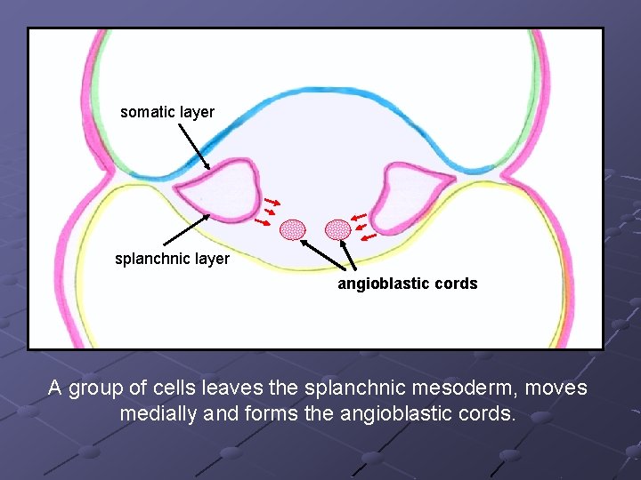 somatic layer splanchnic layer angioblastic cords A group of cells leaves the splanchnic mesoderm,