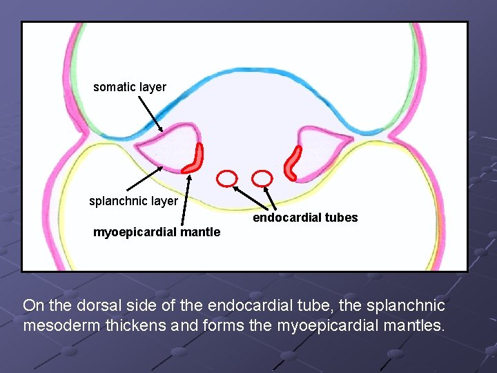 somatic layer splanchnic layer endocardial tubes myoepicardial mantle On the dorsal side of the