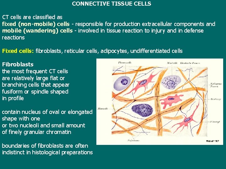 CONNECTIVE TISSUE CELLS CT cells are classified as fixed (non-mobile) cells - responsible for