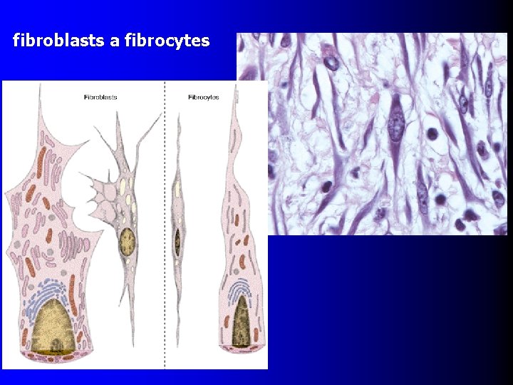 fibroblasts a fibrocytes 