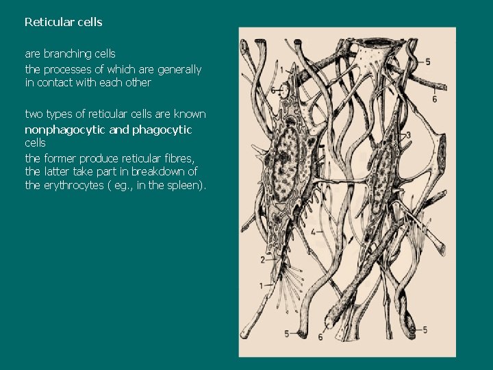 Reticular cells are branching cells the processes of which are generally in contact with