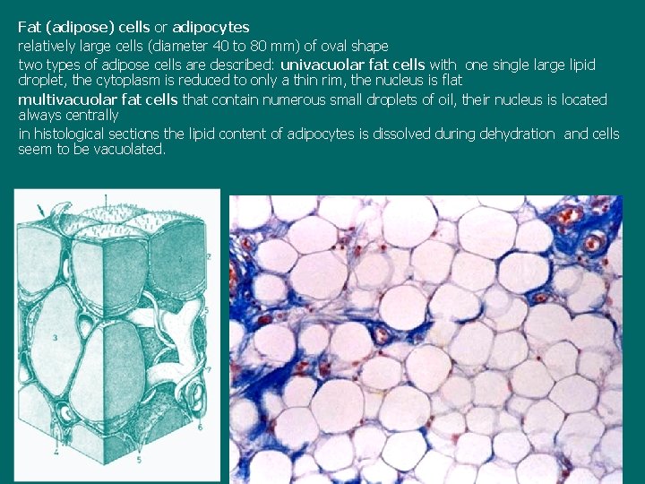 Fat (adipose) cells or adipocytes relatively large cells (diameter 40 to 80 mm) of