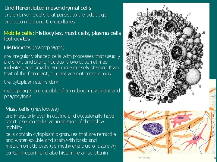 Undifferentiated mesenchymal cells are embryonic cells that persist to the adult age are occurred