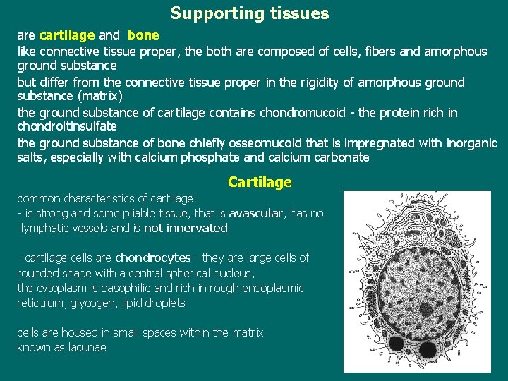 Supporting tissues are cartilage and bone like connective tissue proper, the both are composed